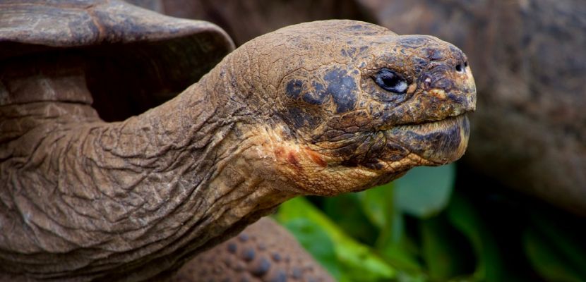 4 ways to explore the Galapagos